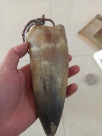 老牛角一个，牛角玩具。