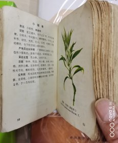 广西实用中草药新选