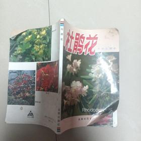 杜鹃花