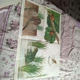 79年挂图，庄稼的好朋友