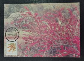 1984南非 文达国非洲植物图案极限片一张（210908）