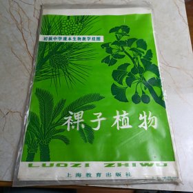 初级中学课本生物教学挂图：裸子植物 【苏铁·麻黄的形态 柏·杉的形态 松的形态构造和繁殖 水松·水杉·银杏共计4张全 袁兆熊 刘筱蕴 画】