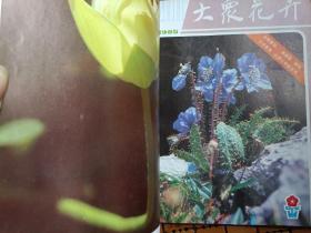 大众花卉1985年合订本