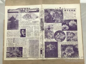 北晨画刊（第8卷第8期）8开4版，道林纸，1936年，近人陈师曾画箑，张伯翔近影，半园主人张伯翔七十七岁重游泮水感赋，故都牡丹季，北平汇文学校歌咏团，前日到平之黄柳霜，画家林实馨近作梅窓美人图，南京中国美术会第四届展览平画家王青芳出品之一