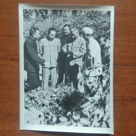 1954年，刘少奇、周恩来、罗瑞卿由陶铸陪同，在广东视察橡胶园