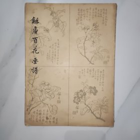 龢安百花画谱