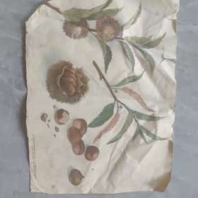 1957年8开教学挂图