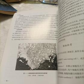 骨发育与骨龄测评