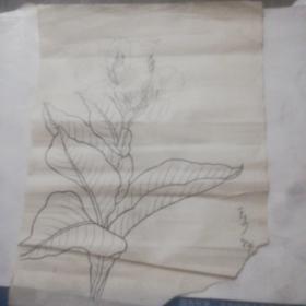 中国工艺美术大师，著名画家王少卿八十年代工笔花卉毛笔手底稿，保真