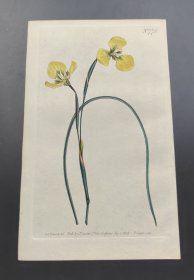 1804年手工上色铜版画《贝伦登肖鸢尾》