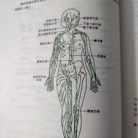 人体解剖学 第四版