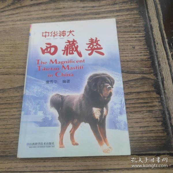 中华神犬——西藏獒