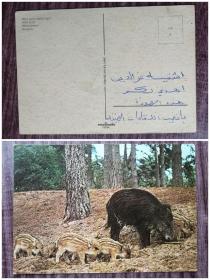 外国明信片，荷兰原版，动物野猪，品如图背面字迹。
