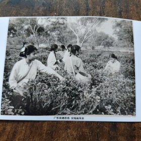 广东英德茶场女知青