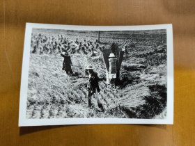 民国时期香港新界收割粮食黑白老照片