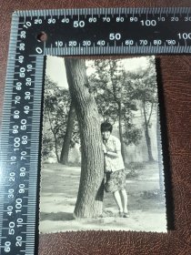 老照片，大肚树，Z14