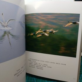 梦幻天鹅湖:赵义龙野生大天鹅摄影作品选