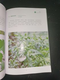 京津冀湿地常见植物/湿地常见植物丛书