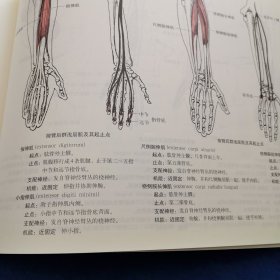 运动解剖学图谱(第3版)