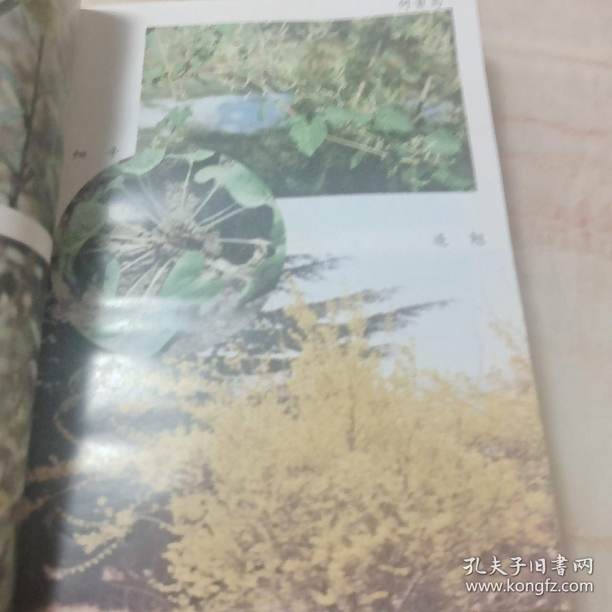点击查看原图 常用中药种植技术