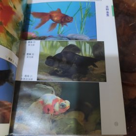 观赏鱼彩色图鉴