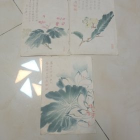 民国花笺纸三页 张大千荷花图 尺寸:29*20