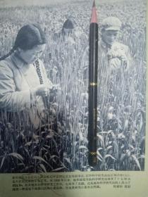 60年代初，影像贵州省大方县常识人民公社食品管理区。视频科学研究站站长郑兴珍。研究小麦杂交问题。