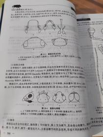 昆虫分类(上下)册