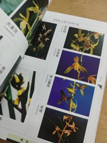 中国春兰蕙花新品珍藏