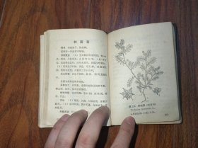 北方常用中草药手册