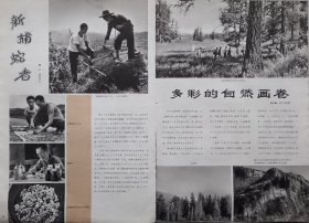 民族画报1981年第11期 鄂伦春人的家乡 万里长江第一坝 热带的竹 中国民族古文字 雍和宫