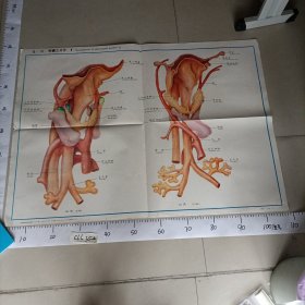 人体组织学胚胎学彩色挂图胚胎学中国医科大学XI一 18咽囊之分化