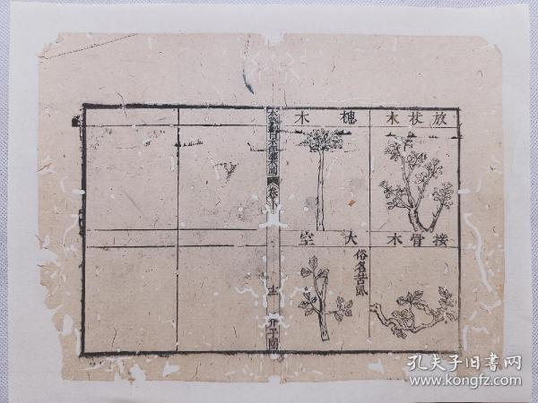 芥子园.本草纲目•木部灌木图.清朝木刻本古籍留珍一页.传统手工托裱.尺寸23.5x17.5cm(不含命纸).老.破.残.完美主义者慎拍。图文并茂 可装镜框装饰书房，可赠送亲朋，增添文化品位；古书爱好者还可以做成留真谱欣赏！ 港澳台不发货·多件合并邮资.（非偏远地区两件及以上:满300元普通快递包邮；满500元顺丰快递包邮）