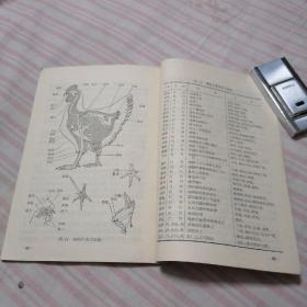 肉用鸡的饲养，**时期有毛主席语录