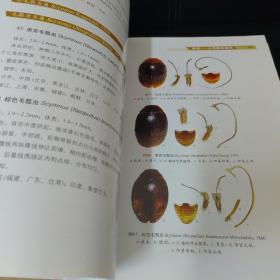 中国瓢虫原色图鉴：Colored Pictorial Handbook of Ladybird Beetles