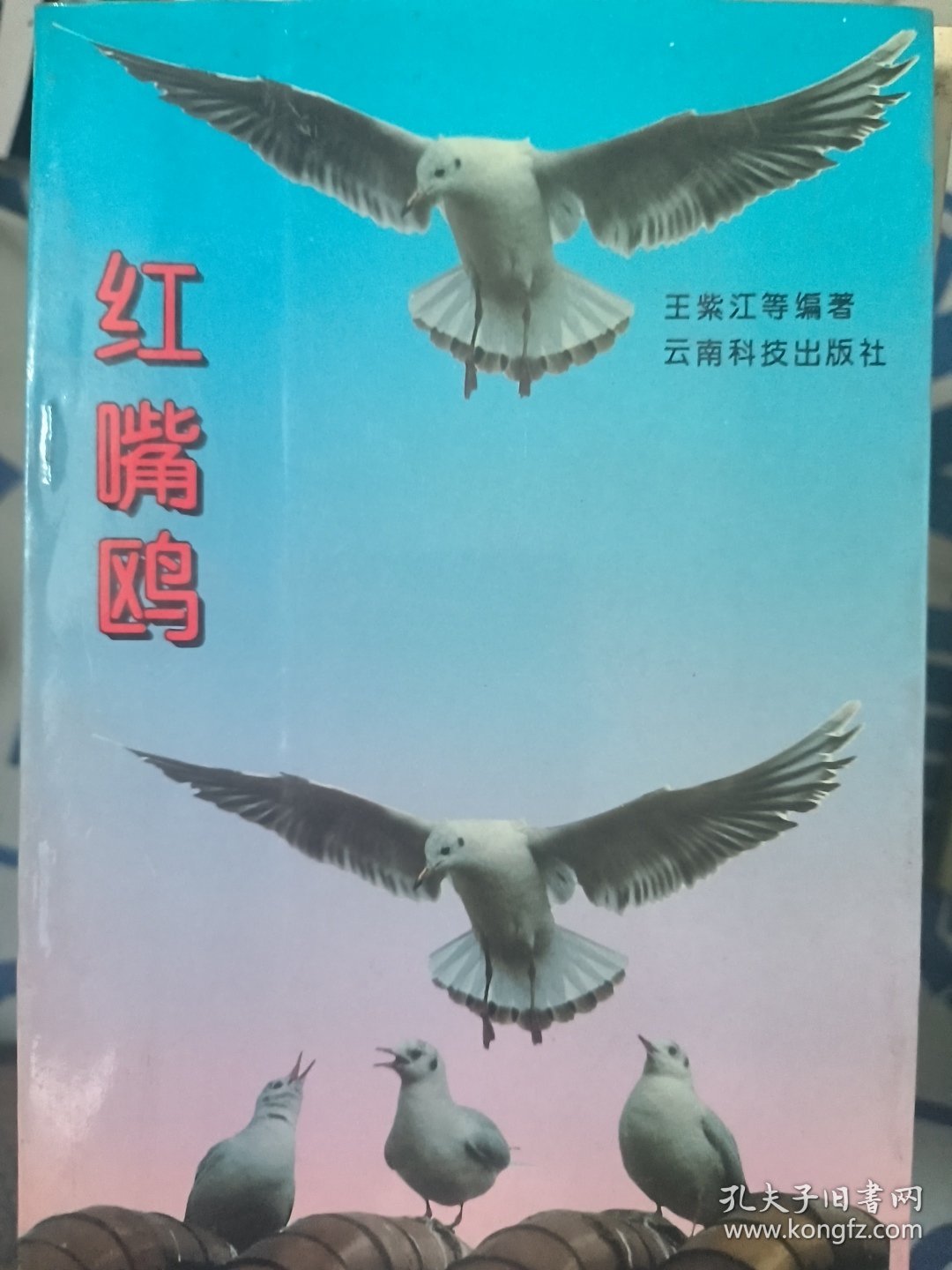 红嘴鸥