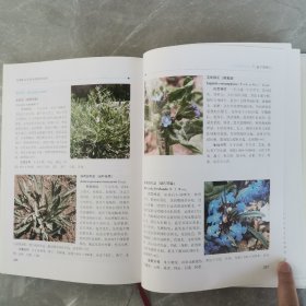 青海野生观赏地被植物图鉴（全一册精装本）〈2013年青海初版发行〉