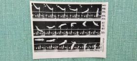 叶贻达双杠前空翻转体360度下技术分析 1965年北京体育科学研究所摄制  照片长20厘米宽15厘米