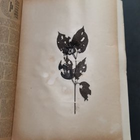 8.植物标本，8开大小