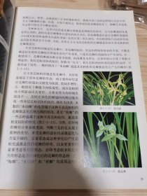 中国名花专著系列：中国兰花（奇花艺研究及奇花名品鉴赏）