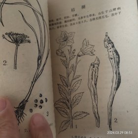 河北药材(插图版)