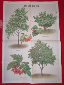 米丘林育种法挂图：1960年上海教育出版社出版K