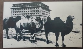 1914年北京内城西南角楼西南面，护城河床内走过的驼队（柯达相纸签章限量洗印）