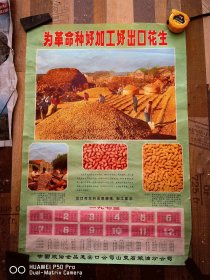 怀旧老物件1973年对开二开的宣传画。为革命种好加工好出口花生。7552厘米。包老保真