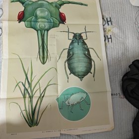 农作物 昆虫研究资料挂图 36张