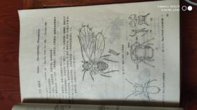 昆虫分类图谱(签名册