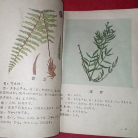 有毒的野生植物