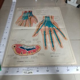 人体解剖挂图 局部解剖 主编郭光文中英文对照 Ⅸ— 30手的腱滑膜鞘和筋膜间隙