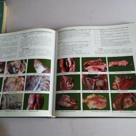 猪病类症鉴别诊断与防治彩色图谱（一版一印）