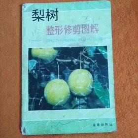梨树整形修剪图解